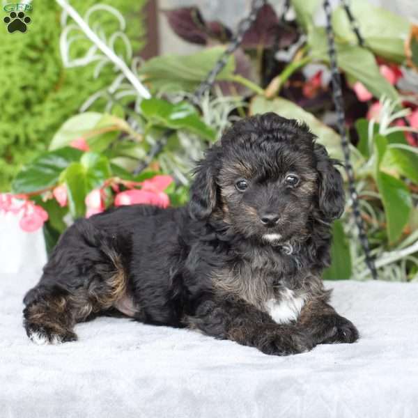 Rhett, Yorkie Poo Puppy
